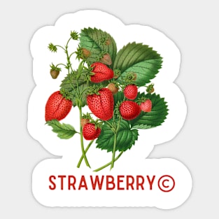 Vintage Strawberry Classic Sticker
